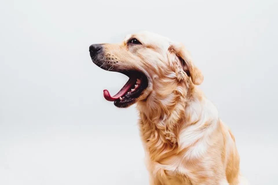 A golden retriever with its mouth open, seen in profile against a white background