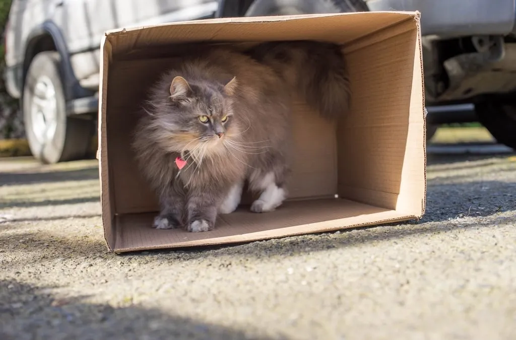 A long-haired gray cat standing inside an open cardboard box on a paved parking area